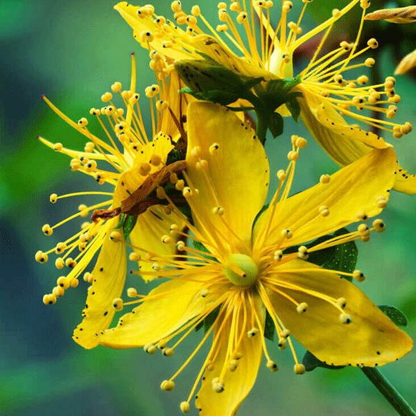 Sarı Kantaron Yağının Faydaları Nelerdir? Sarı Kantaron Yağı Nasıl Kullanılır?